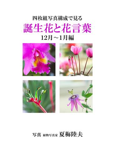 四枚組写真構成で見る誕生花と花言葉１２～１月編