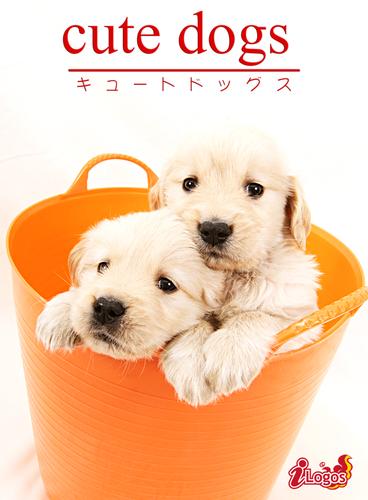 cute dogs19 ゴールデン・レトリバー