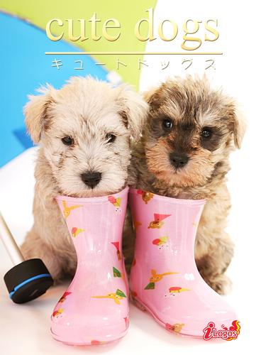 cute dogs20 ミニチュア・シュナウザー
