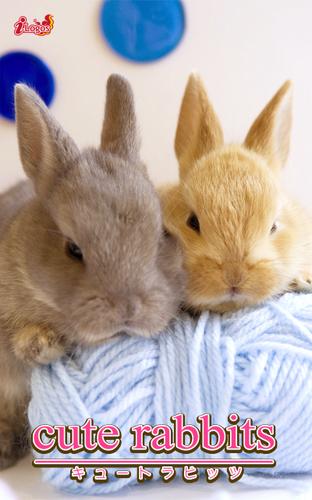 cute rabbits02 ミニウサギ