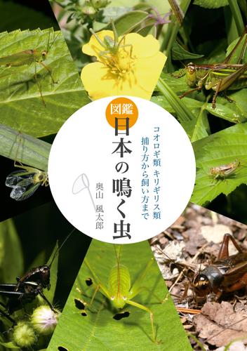 図鑑日本の鳴く虫　コオロギ類 キリギリス類　捕り方から飼い方まで