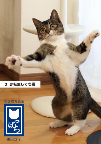 保護猫写真集 ねこっぱち! (2) #転生しても猫